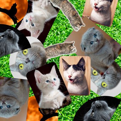 A collection of assorted cat stickers featuring various cat breeds