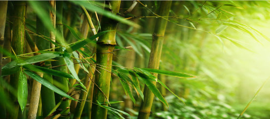Bamboo Decals