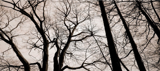 Bare Tree Decals