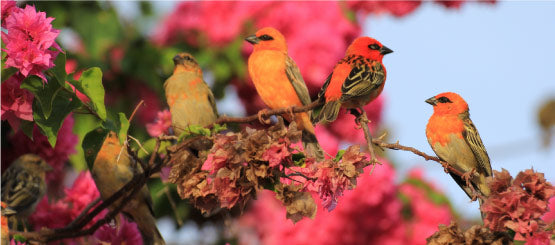 Bird Stickers