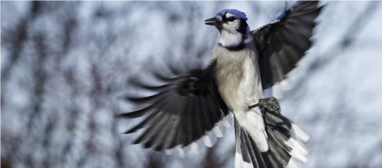 Blue Jay Decals