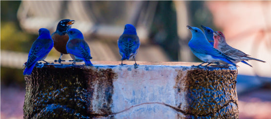 Bluebird Decals