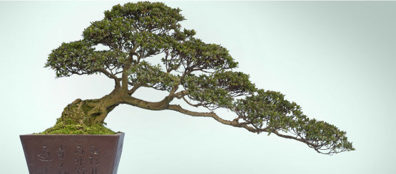 Bonsai Tree Decals