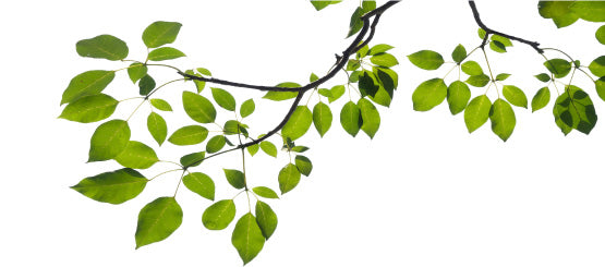 Branch Decals