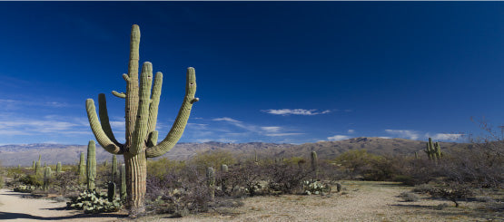 Cactus Decals