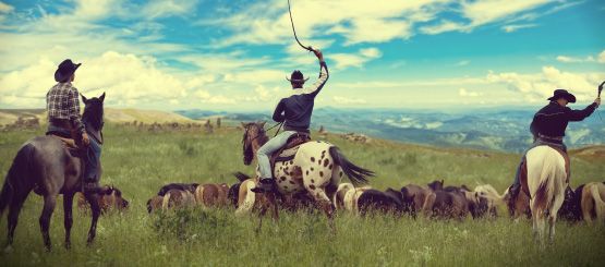 Cowboy Decals