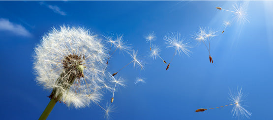 Dandelion Decals