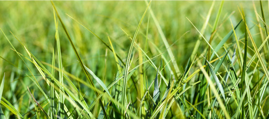 Grass Decals