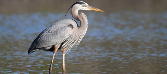 Heron Decals