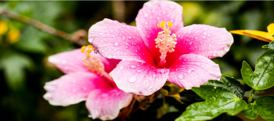 Hibiscus Flower Decals
