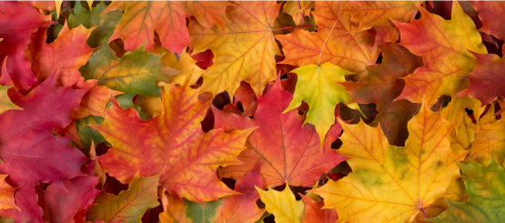 Leaf Decals