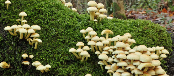Mushroom Decals