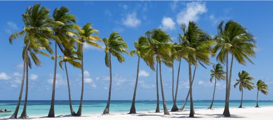 Palm Tree Decals and Stickers