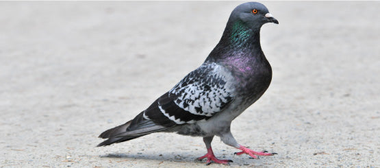 Pigeon Decals