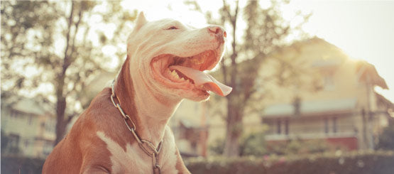 Pitbull Decals