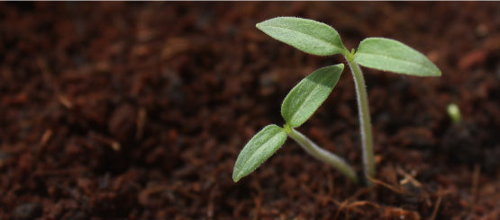Plant Sapling Decals