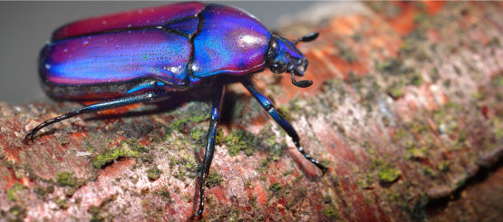 Scarab Beetle Decals