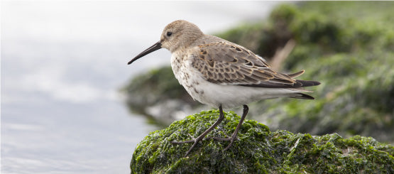 Shore Bird Decals