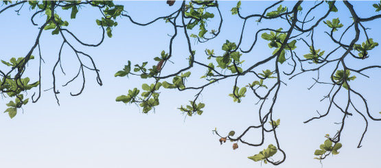 Tree Decal Kits