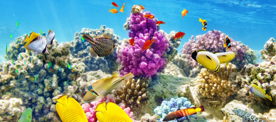 Tropical Aquarium Fish