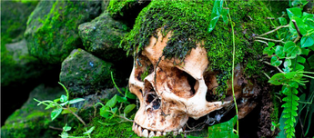 Vegetation Skull Decals