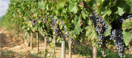 Vine Wall Decals