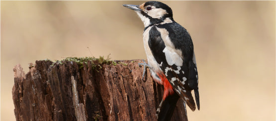 Woodpecker Decals