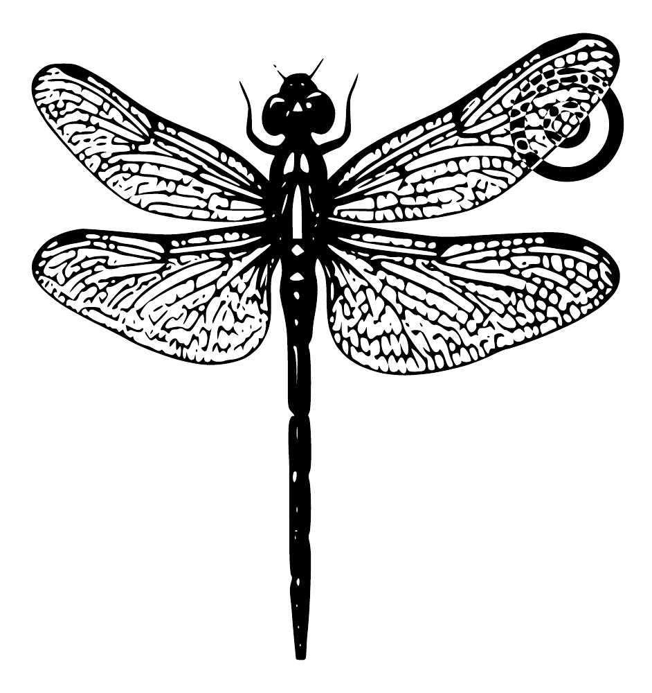Black dragonfly wall art with spread veined wings and circular layered halo