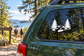 Vinyl decal with two pine trees and a white wavy river on a car window