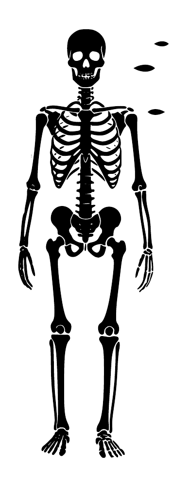 Black and white skeleton illustration with detailed ribcage, hands, and feet