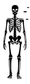 Black and white skeleton illustration with detailed ribcage, hands, and feet