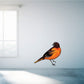 Baltimore oriole bird sticker with orange and yellow body, black wings, dark head.