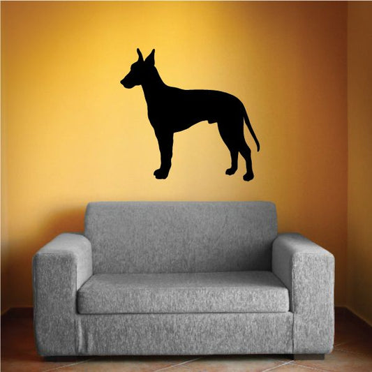 Image of Curious Manchester Terrier Decal