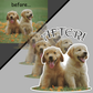 Custom pet vinyl sticker of golden puppies with AFTER! text