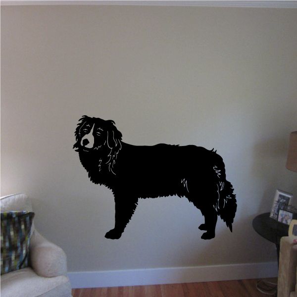 Kooikerhondje dog wall decal, detailed black silhouette with white markings