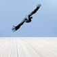 Black hawk gliding wall decal with outstretched wings and talons