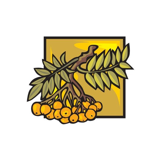 Image of Kumquat Sticker