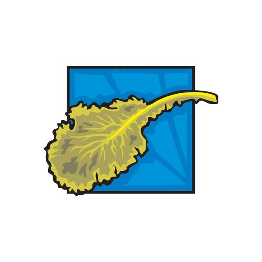 Image of Lettuce Leaf Sticker