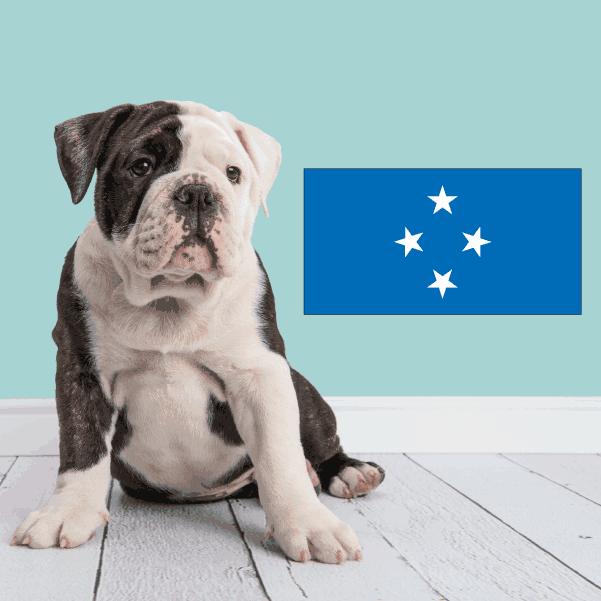 Micronesia flag sticker, blue rectangle with four white stars