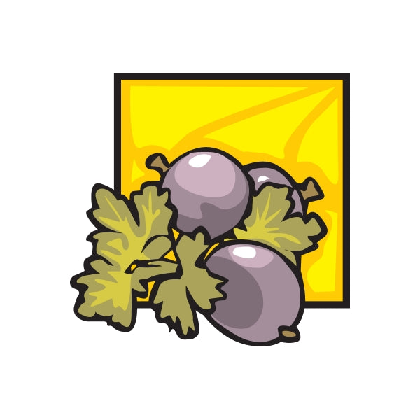 Plum fruit sticker set: two purple plums with green leaves on a square design.